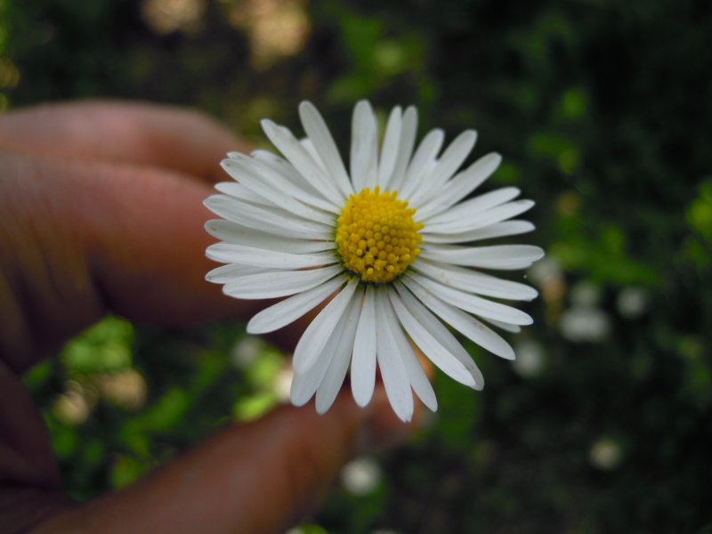 Bellis sp.